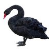 38blackswan's profile picture. 生き馬の目を抜くトレーディングフロアの片隅でゆるーり生息してます。現在x社目の外資系渡り鳥。You play with cards you’re dealt...whatever that means