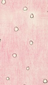 CHUCKIEKIM's profile picture. 