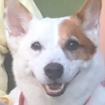 tom_majdanics's profile picture. 