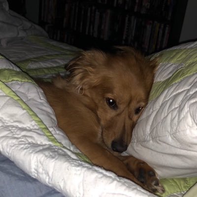 speedreader88's profile picture. 