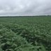 Mississippi Crop Improvement (@mscropimprov) Twitter profile photo Mississippi Crop Improvement (@mscropimprov) Twitter profile photo