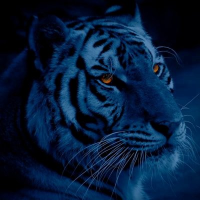MPAthletics_'s profile picture. Official Twitter Account for all Moss Point High School Athletics 🏈⚽️🏀🎾⚾️ Go Tigers Go!