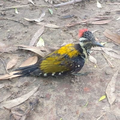 sameonidas's profile picture. 