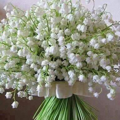 dionielvi3's profile picture. 