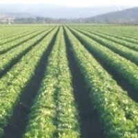 Locale Traceability (@localefresh) 's Twitter Profile Photo