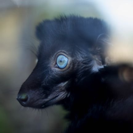 victoriagehrke's profile picture. @cites officer for @jordbruksverket Sweden 🇸🇪  Biologist at Mikajy Natiora & @lakeviewmonkeys board member. Tweeting also at @EFPrimatology