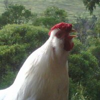 Julie Downey (@newfeathers13) 's Twitter Profile Photo