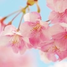 nut_cracker1207's profile picture. オバフォー。晩婚♡男性不妊につき顕微授精オンリー。鬱病、原発性アルドステロン症もち。
ネガティブ発言多、目にしたくない人はフォロー非推奨。
多発子宮筋腫／子宮内膜症・腺筋症／片側卵管閉塞 化学流産・稽留流産済
オバフォー、1人目治療の方は基本フォロバ。他はご遠慮下さい。