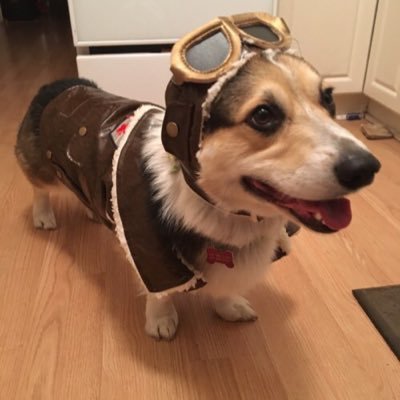 corgifanclubz Profile Picture