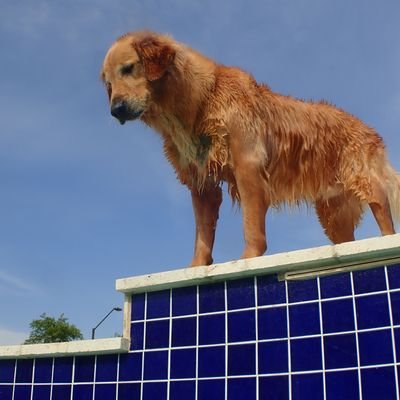 Entertainment. 4 Golden Retrievers living the good life in Arizona. Maya, Toby Cody, and Rudder.