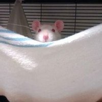 Lucía Améndola (PhD) (@luciamendola) 's Twitter Profile