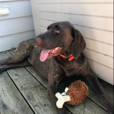 I’m a rescue GSP (German Shorthair Pointer). #adoptdontshop instagram @derbydc_gsp