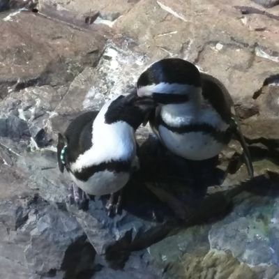 edoardorso's profile picture. Serial emigrant; Tacit, compositional, functional software developer.