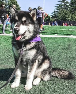 hskyfn's profile picture. Became a HUSKY @ 10--Bleeding PURPLE for 59 yrs & passion gets stronger every day GO DAWGS!
