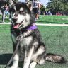 hskyfn's profile picture. Became a HUSKY @ 10--Bleeding PURPLE for 59 yrs & passion gets stronger every day GO DAWGS!