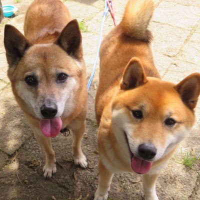 ssachu's profile picture. よろしくお願いいたします。2ワンコと毎日楽しく過ごしてます。ツイッター楽しみたいなと思ってます。仲良くしていただけたら幸いです！