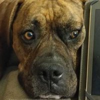 ElectricAmish (@alivepd) 's Twitter Profile