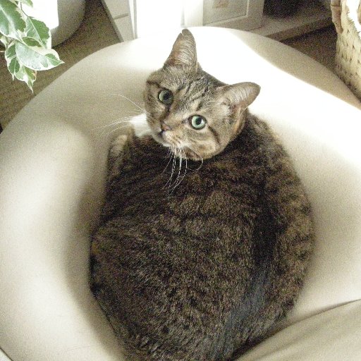 どうか動物にやさしい世界に。11匹いた猫もみけちゃん独りになってしまいました。虐待者の心理がわかりません。リツイート多めです。写真はぽっぽちゃんです。よろしくお願いします。無言フォローごめんなさい。ビジネスの勧誘はご遠慮ください。興味ありません。
