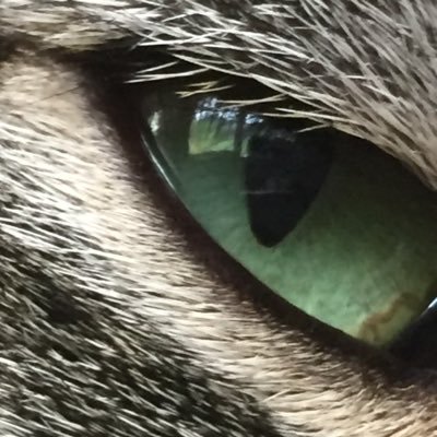 another_AAnne's profile picture. 