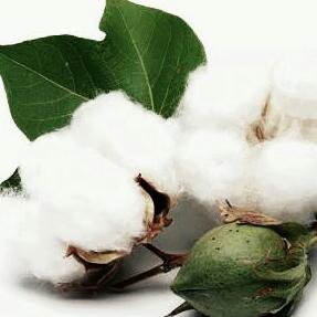 Govind Agrawal
 Raw Cotton bales Broker , in indore ,Madhya Pradesh & Nagpur, Maharashtra India