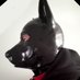 Puppy Jun 順 (@barkingpuppydog) Twitter profile photo