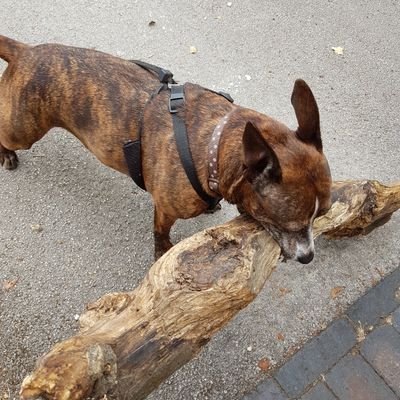 I'm a rescue Staffie. I love carrying big sticks, playing tug and cuddling up to you. OTRB 13.03.23 Hoos have since rescued @PepperStaffieX.