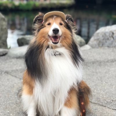 satopie_137's profile picture. シェルティのウィル♂とLIVEが生きがい♡ 無言フォロー🙏夢はドッグラン経営 ୧⍢⃝︎୨ 愛息ウィルは2021.07リンパ腫と診断され下顎半分切除。抗がん剤治療。2022.03.04 可愛い天使に🌈一生懸命生頑張り一生懸命生きました😢ウィルはずっとずっと1番♡