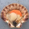 IanDishyfish's profile picture. Full time scallop fisherman over 40yr ,skipper 30yr, fishing all around uk.