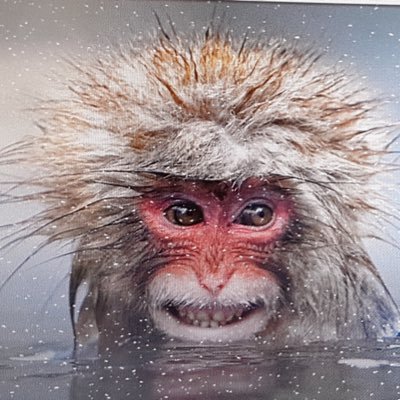 Lunagirl2016's profile picture. Travel enthusiast. Artist. Nature lover. Wannabe wildlife photographer but lacks the patience... Siesta Key is my happy place :) Resisting from Canada! #FBR