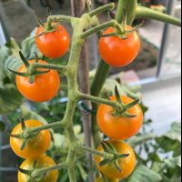 Matron (@matronsveggies) 's Twitter Profile Photo Matron (@matronsveggies) 's Twitter Profile Photo