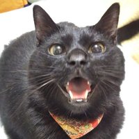 マネージャー (@tora_mane) 's Twitter Profile