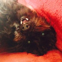Pipkempton๐บ๐ฆ (@pipkempton) 's Twitter Profile Photo Pipkempton๐บ๐ฆ (@pipkempton) 's Twitter Profile Photo