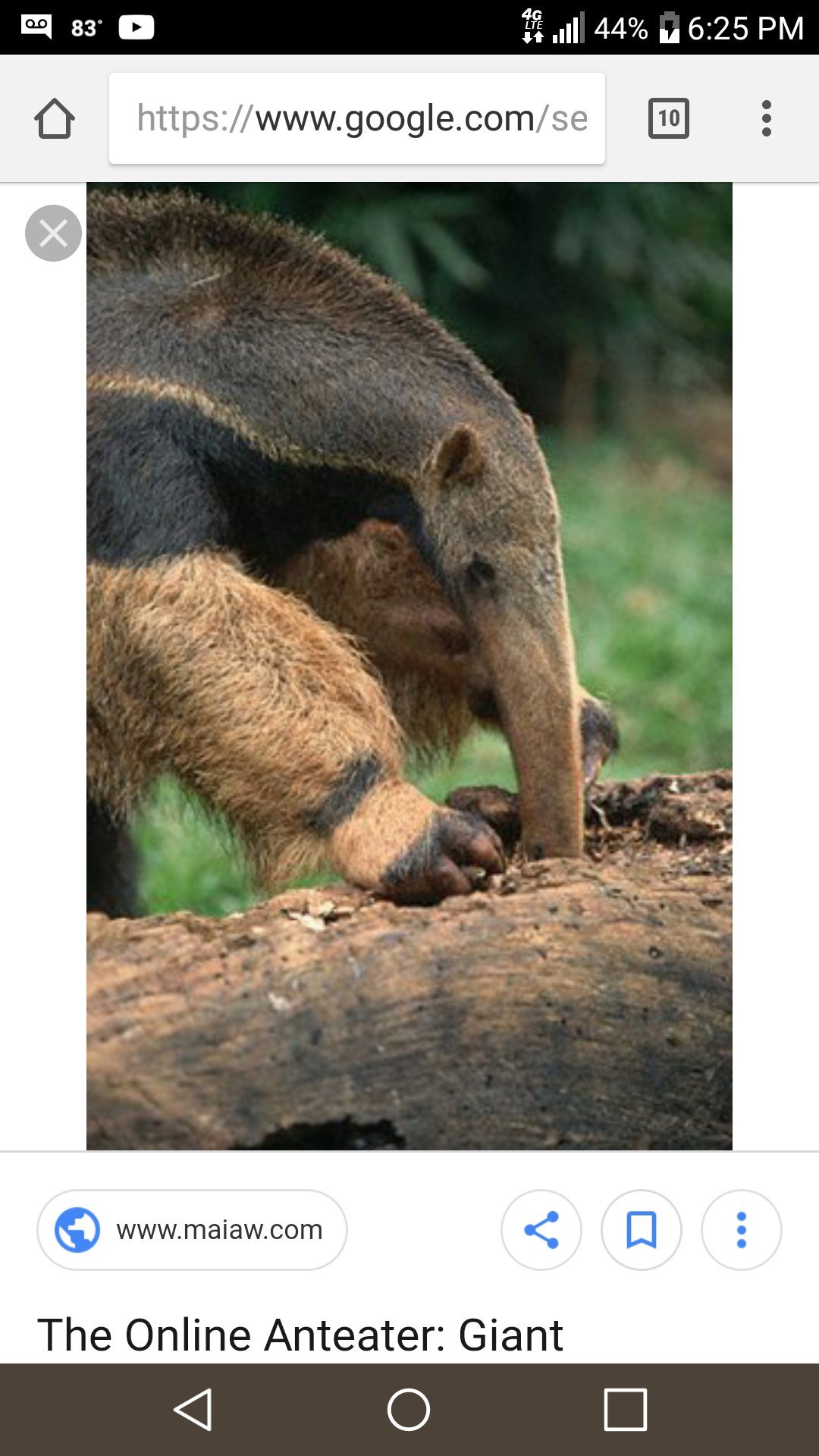 Noodleneckster's profile picture. 