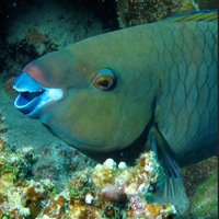 Parrotfish 🌍 (@parrotfish13) 's Twitter Profile