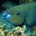 Parrotfish 🌍 (@parrotfish13) Twitter profile photo Parrotfish 🌍 (@parrotfish13) Twitter profile photo