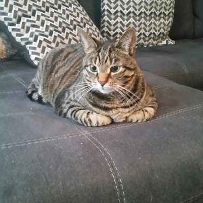 Lurchers99's profile picture. Librarian, tech, gamer, animal welfare