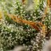 Emerald Triangle Cannabis (@emeraldweed) Twitter profile photo