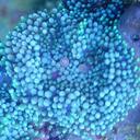 William Doerfler - @tanksalotocala - Twitter