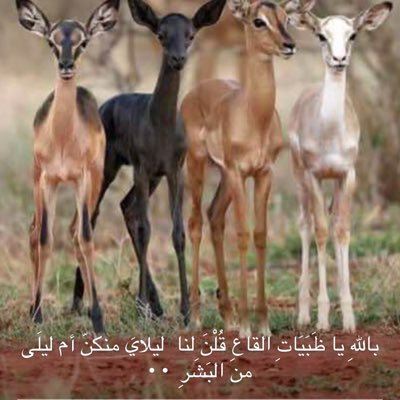 عاشر من تعاشر فلابد من الفراق ... ولاتنسى الحب الاولي