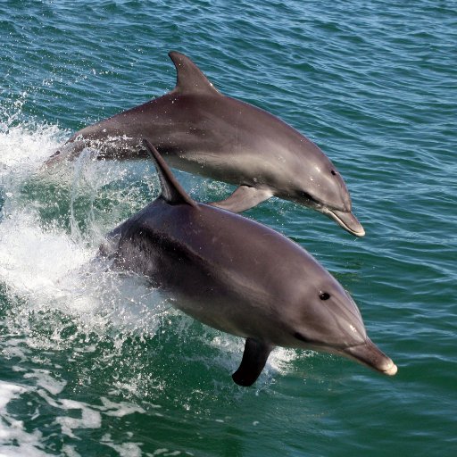 Experience the best of Western Australia’s incredible natural environment on 1 hour, half day or full day marine adventures with Mandurah Cruises.