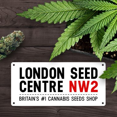 Britain's # 1 Cannabis Seeds Shop. Feminised, Regular & Auto Flower Seeds. In Store & Online. Worldwide Delivery. Free Seeds With Every Order. We accept BTC 🔞