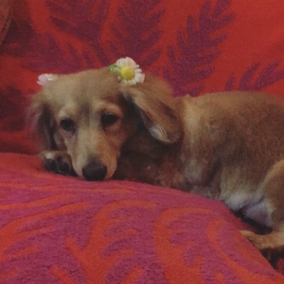 kid1412chie's profile picture. 在宅勤務