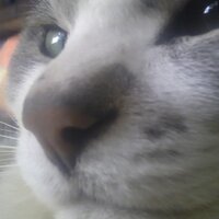 トモエ (@tomocyo) 's Twitter Profile