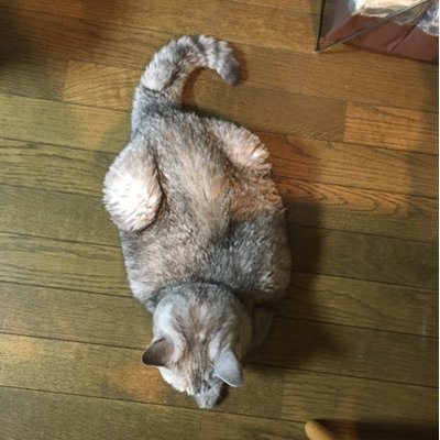 須藤 空馬 Kuukuuma Twitter 須藤 空馬 Kuukuuma Twitter
