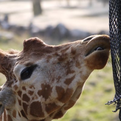 岡山理科大学の動物園愛好会です。 動物好きや動物園好きの集まるマニア集団、動物園ZOOとmaniaのMで、『ZOOM』です！ ツイートなどシェアしてくれたら嬉しいです。Instagram: https://t.co/jkzlmylSWp mail: zoom.ous.zool@gmail.com