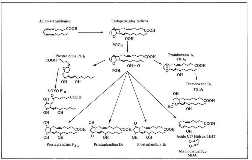 Facultad de Medicina, UdelaR, Uruguay. Espectrometría de masa para análisis lipidomicos en procesos inflamatorios y patología humana.