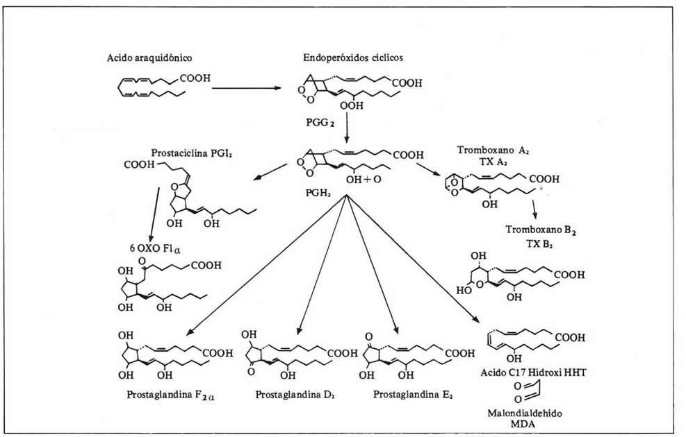 Facultad de Medicina, UdelaR, Uruguay. Espectrometría de masa para análisis lipidomicos en procesos inflamatorios y patología humana.