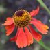 Glimpses of Gardens (@gardenglimpses) Twitter profile photo