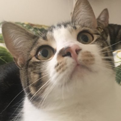 lin_linyin1112's profile picture. 