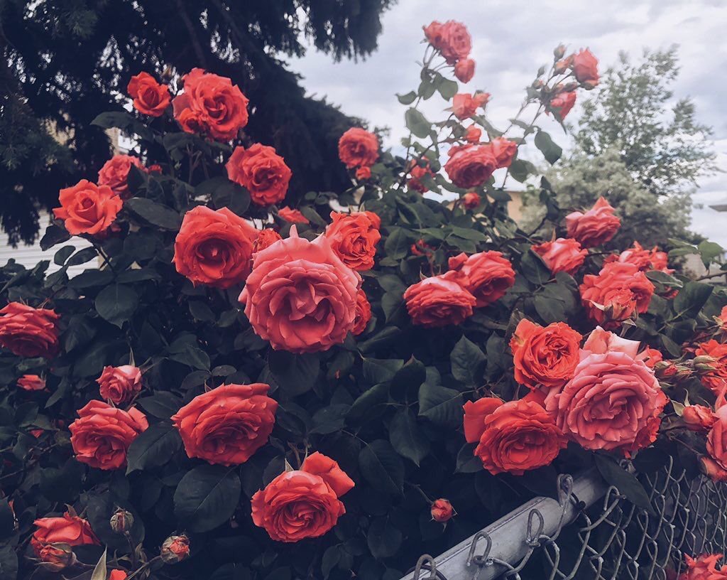 JeSSica49552152's profile picture. Shy,Naughty,and very crazy to be around😝❤I'm water soft enough to give life & tough enough to drown it😕😁 GOLF 7 🚗